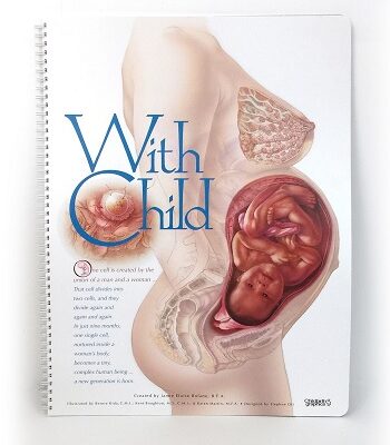 Childbirth Graphics-Levensgrote Zwangerschapsweergave