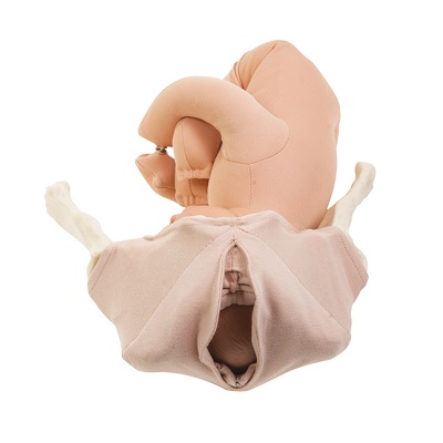 Childbirth Graphics Perineum demonstratiemodel met foetus